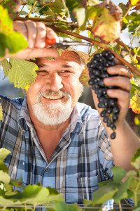 Winery and Vineyard Business Owner Harvesting Grapes